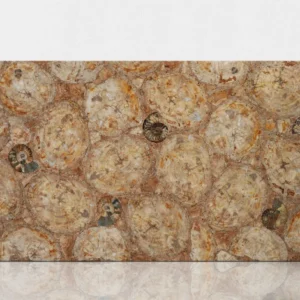 PETRIFIED WOOD IVORY WITH AMMONITES